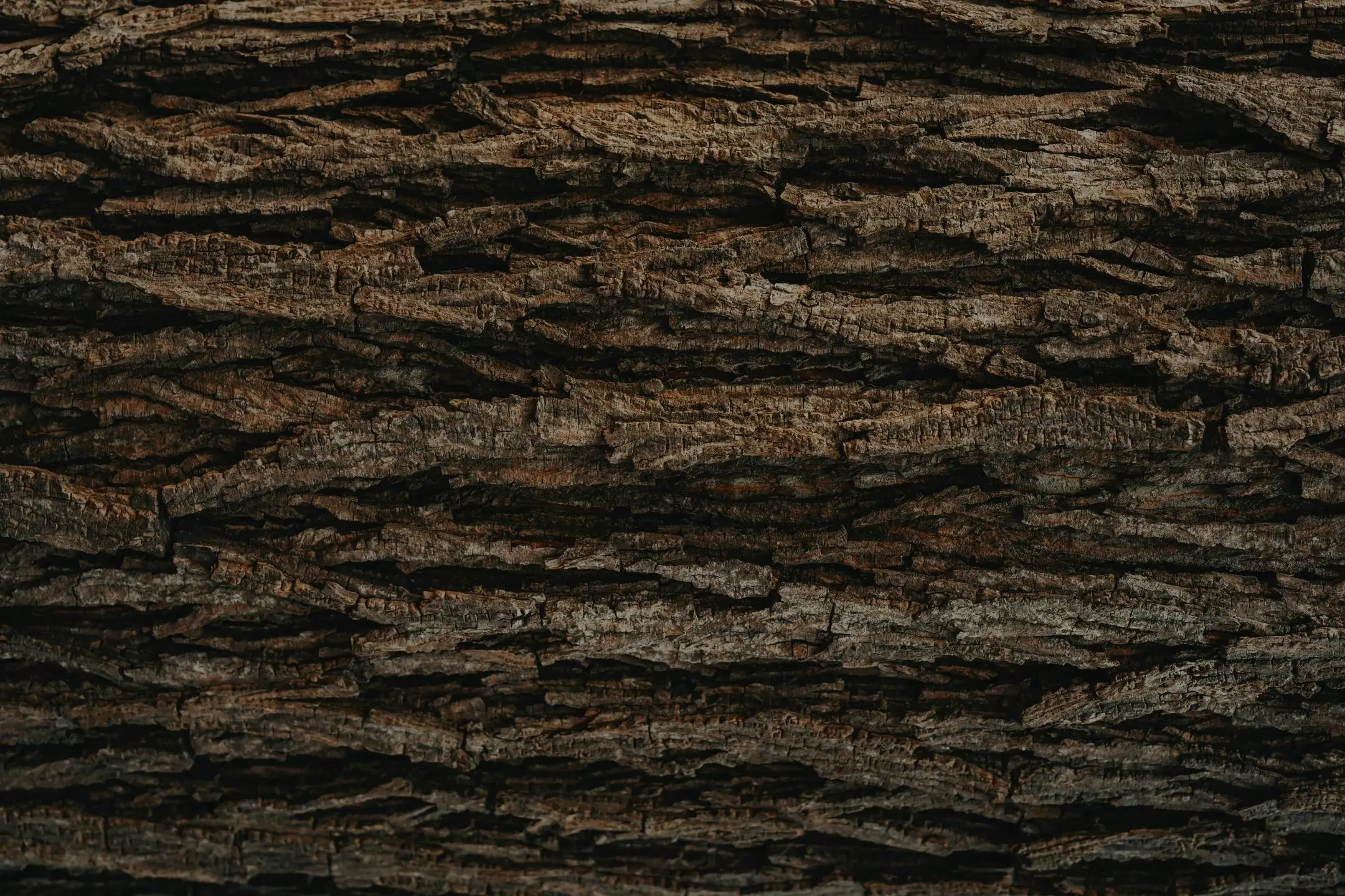 Bark texture
